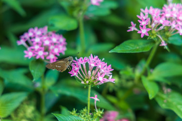 Brazilian Skipper on purple flowers, butterfly close-up 