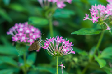 Obraz premium Brazilian Skipper on purple flowers, butterfly close-up 