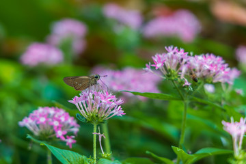 Brazilian Skipper on purple flowers, butterfly close-up 