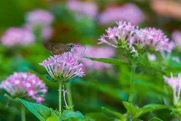 Brazilian Skipper on purple flowers, butterfly close-up 