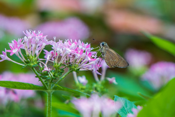 Brazilian Skipper on purple flowers, butterfly close-up 