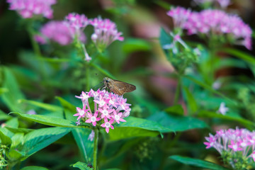 Brazilian Skipper on purple flowers, butterfly close-up 