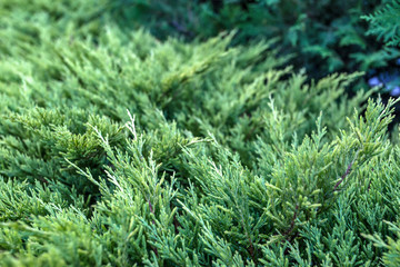 juniper