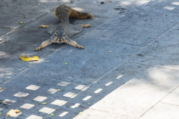 Squirrel resting sploot under a park bench