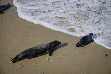 Fototapeta premium seal