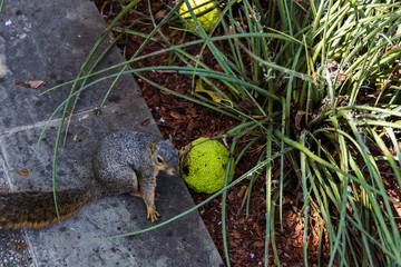Squirrel holding on to hedge apple