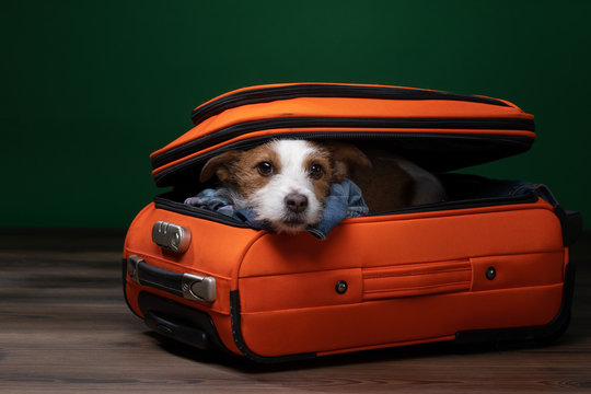 Traveling with a dog. Funny jack russell terrier in a suitcase. Pet adventure