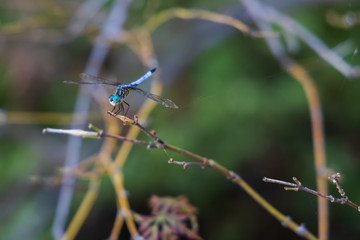 Blue Dasher dragonfly on tree branch, close-up