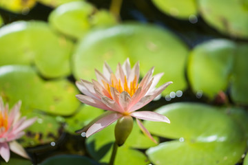 Pink water lily close-up