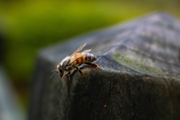 Bee