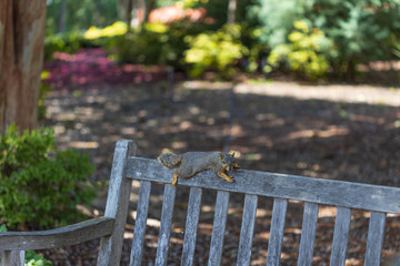Naklejka premium Squirrel resting on a wooden bench