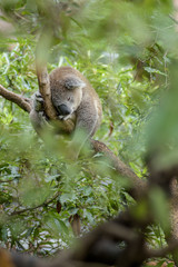 Obraz premium Lazy Koala sleeping in the tree 
