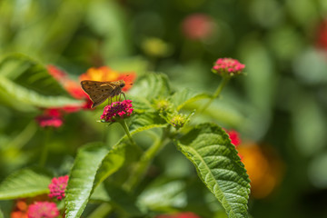 Obraz na płótnie Canvas Fiery Skipper, butterfly sitting on Lantana flowers, close-up