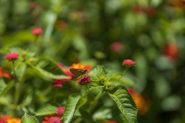 Fiery Skipper, butterfly sitting on Lantana flowers, close-up