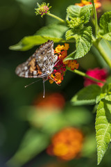 Painted Lady butterfly on Lantana flowers, close-up