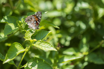 Painted Lady butterfly with green leaves in background, close-up