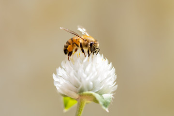 Bumblebee collecting pollen on white globe-shaped flower with green background