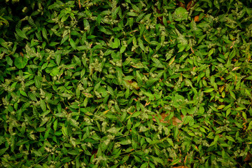green foliage background, plant background,foliage background