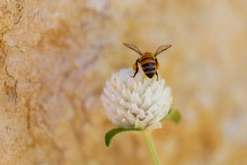 Bumblebee back-end on white globe-shaped flower with tan background
