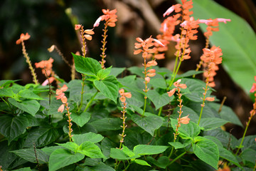 orange flowers in the garden, natural flowers, salvia splendens, Lamiales, Lamiaceae, Salvia officinalis, Orange sage