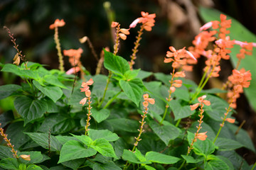 red flowers in the garden, natural flowers, salvia splendens, Lamiales, Lamiaceae, Salvia officinalis, Orange sage