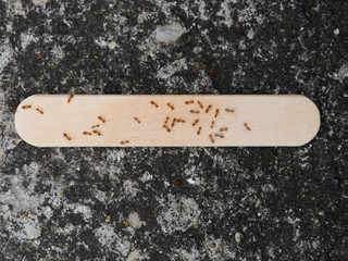 アイスキャンディーのバーに集まる蟻