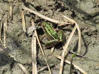 Frog