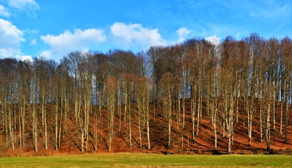 forest without leaves