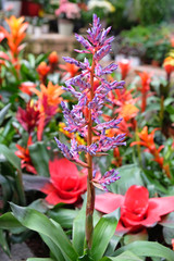 Lilac Flower of Tropical Exotic Bromeliaceae