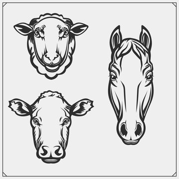 Silhouettes farm animals - sheep, horse and cow. Template for meat market, store, market and packaging.