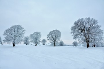 trees in the snow
