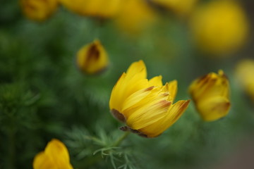 Yellow flowers adonis vernalis grow in the garden, close- up