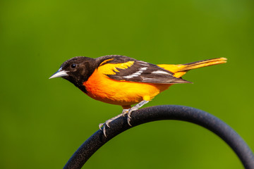 Portrait of Oriole perched on hoop
