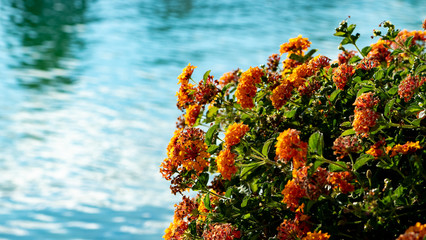 Flowers on a lake