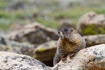 Yellow bellied marmot keeps watch in the rocky terrain above the treeline along Trail Ridge Road in Rocky Mountain National Park, CO