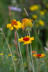 Wild Flowers along Lily Lake