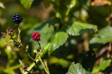 blackberries