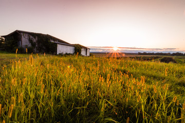 Warm summer sunset over a humble farm and shanty in the Black Dirt region of Pine Island, New York