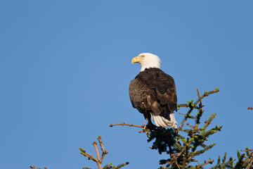 American Bald Eagle poses while perched on the top of an Alaskan evergreen tree