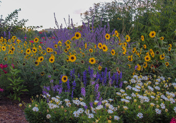 Beautiful flowers in a flowerbed