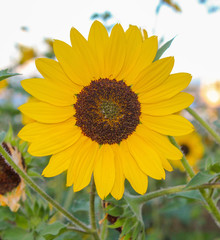 Sunflowers in the field
