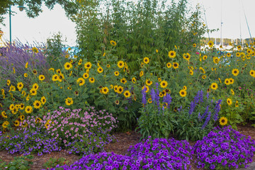 Beautiful flowers in a flowerbed