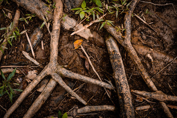 logs and roots on the river bank, environment