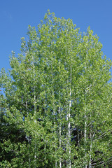 Fresh green birch trees with lush foliage near lake Tahoe on blue sky summer day