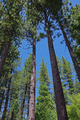 Upward view into tall sierra firs around lake Tahoe on a warm summer day with bright blue sky