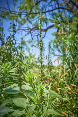 Butterfly Gaura Wildflower (Oenothera lindheimeri)