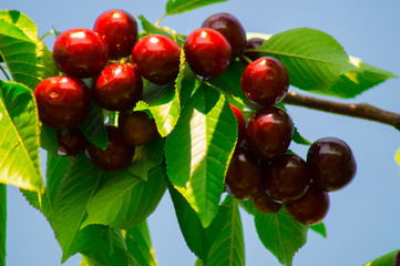 Red large ripe cherries on a green branch of a fruit tree against the blue sky.Close...