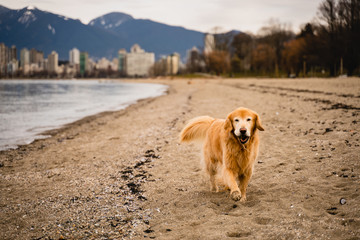 Vancouver Golden