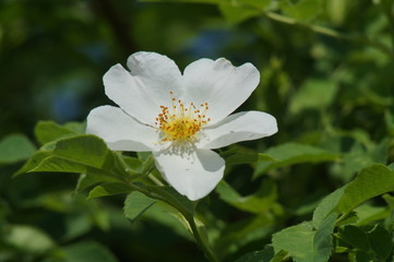 Obraz na płótnie Canvas Beautiful white flower plants rose hips, close-up.