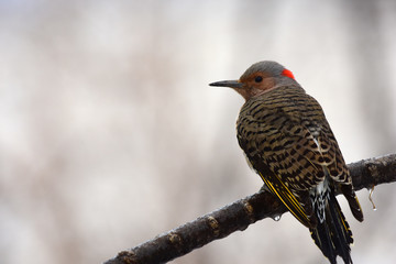 Colaptes auratus